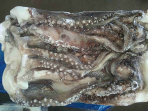 cabeza de calamar