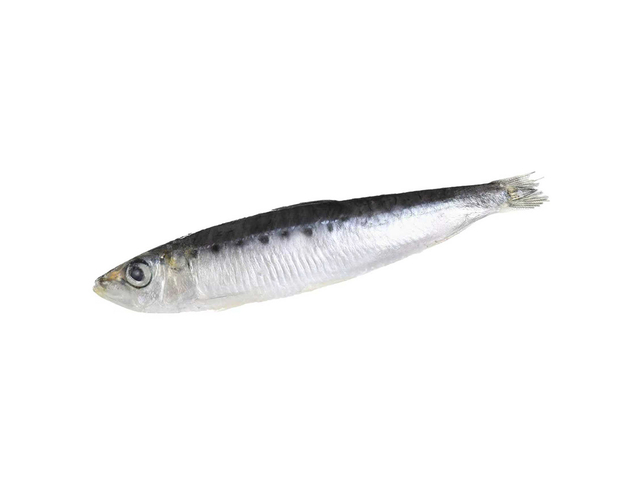 sardinas