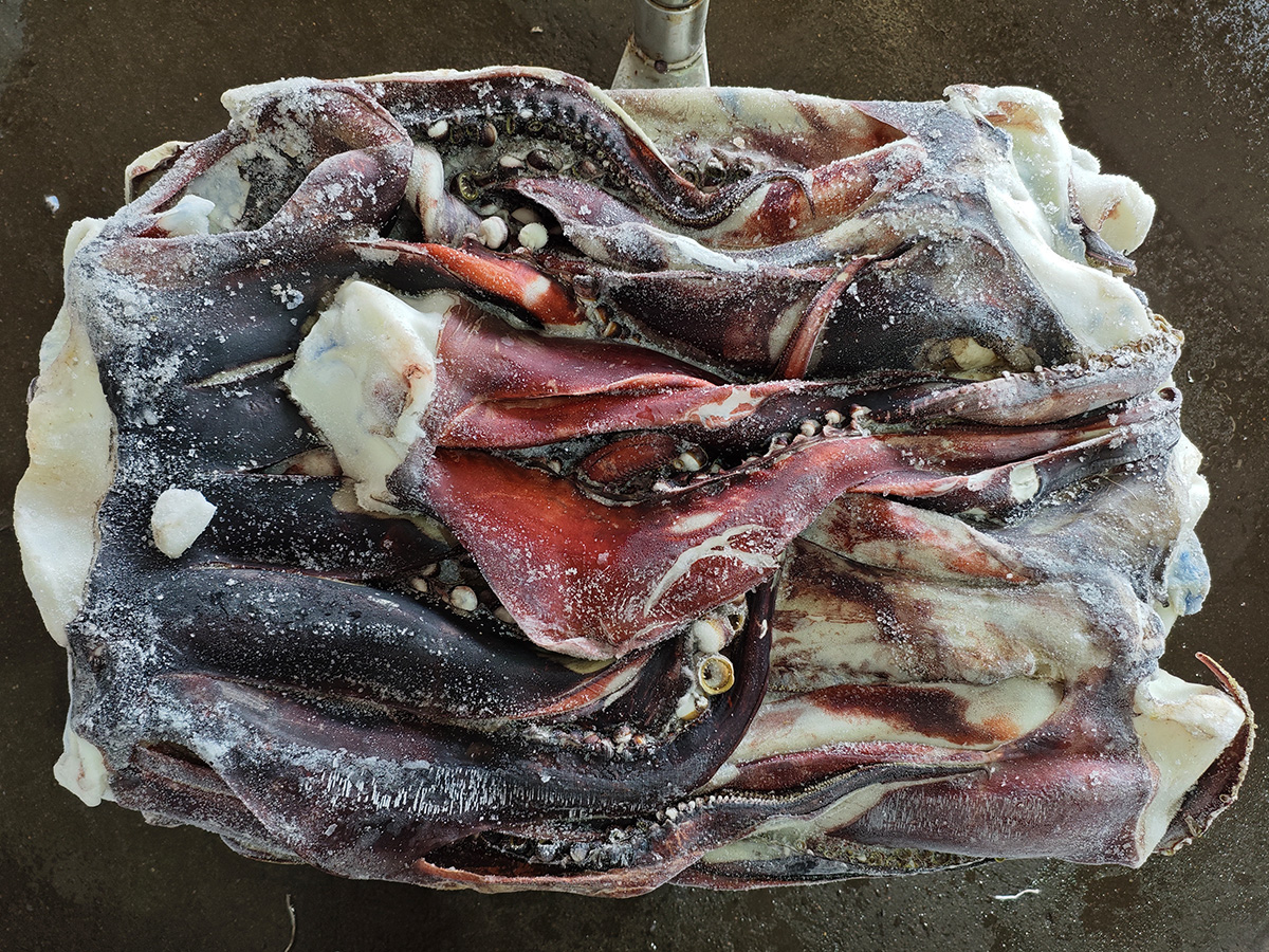 cabeza de calamar
