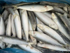 Sardina