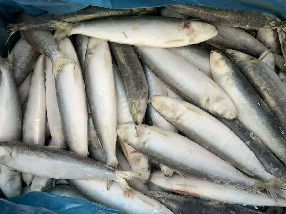 Sardina