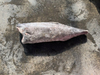 Piel suave del pez aceite congelado (Lepidocybium flavobrunneum)