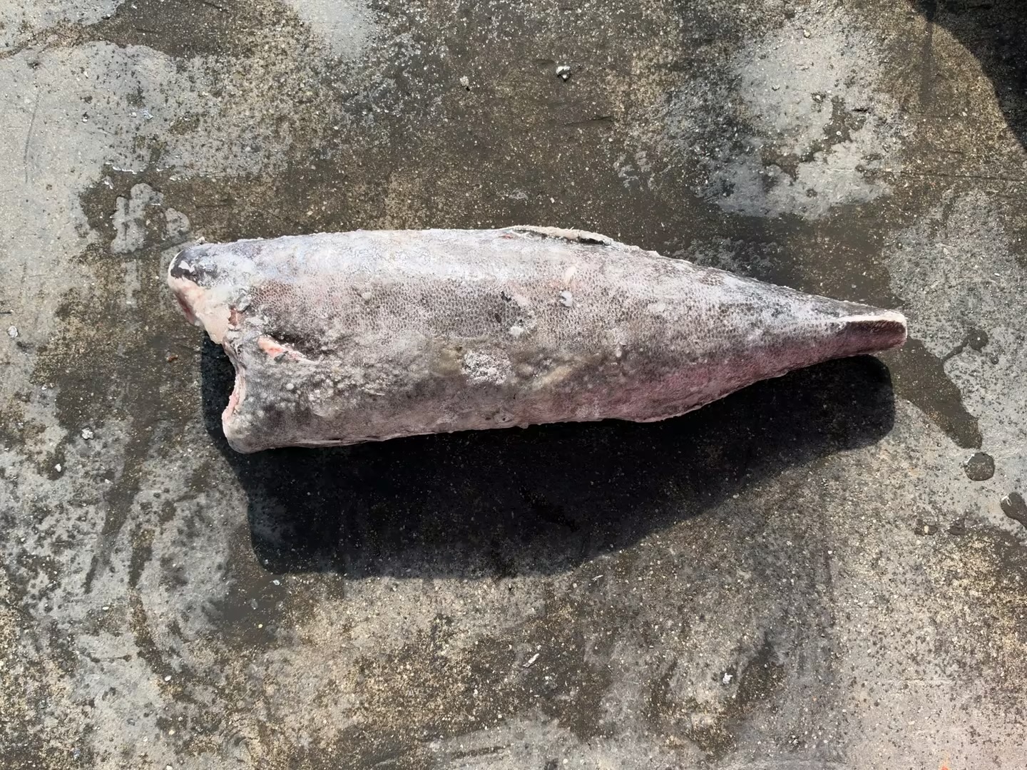 Piel suave del pez aceite congelado (Lepidocybium flavobrunneum)