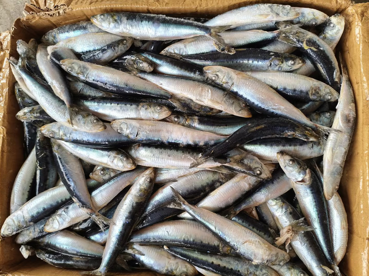 sardinas