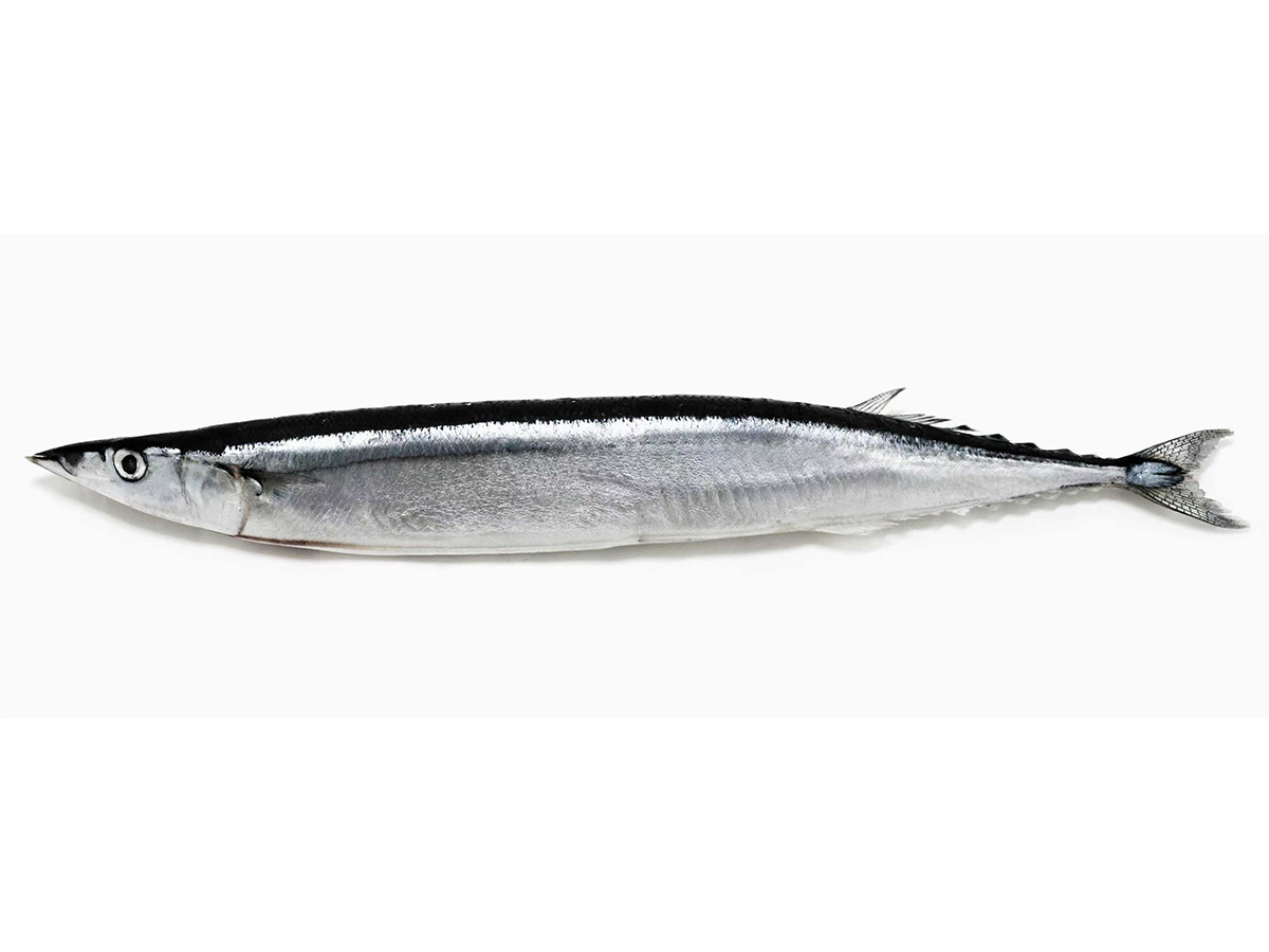 Saurio del Pac&iacute;fico