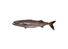 Pescado azul de piel &aacute;spera – Ruvettus pretiosus