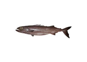 Pescado azul de piel &aacute;spera – Ruvettus pretiosus