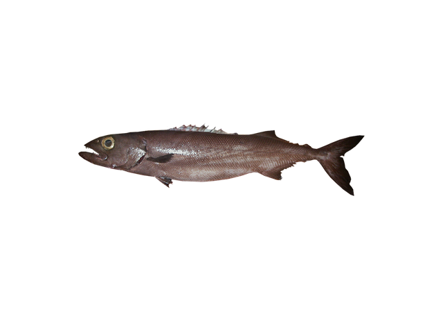 Pez aceite de piel &aacute;spera – Ruvettus pretiosus