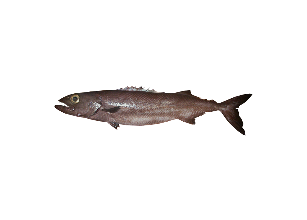 Pescado azul de piel &aacute;spera – Ruvettus pretiosus