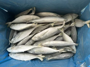 Sardina