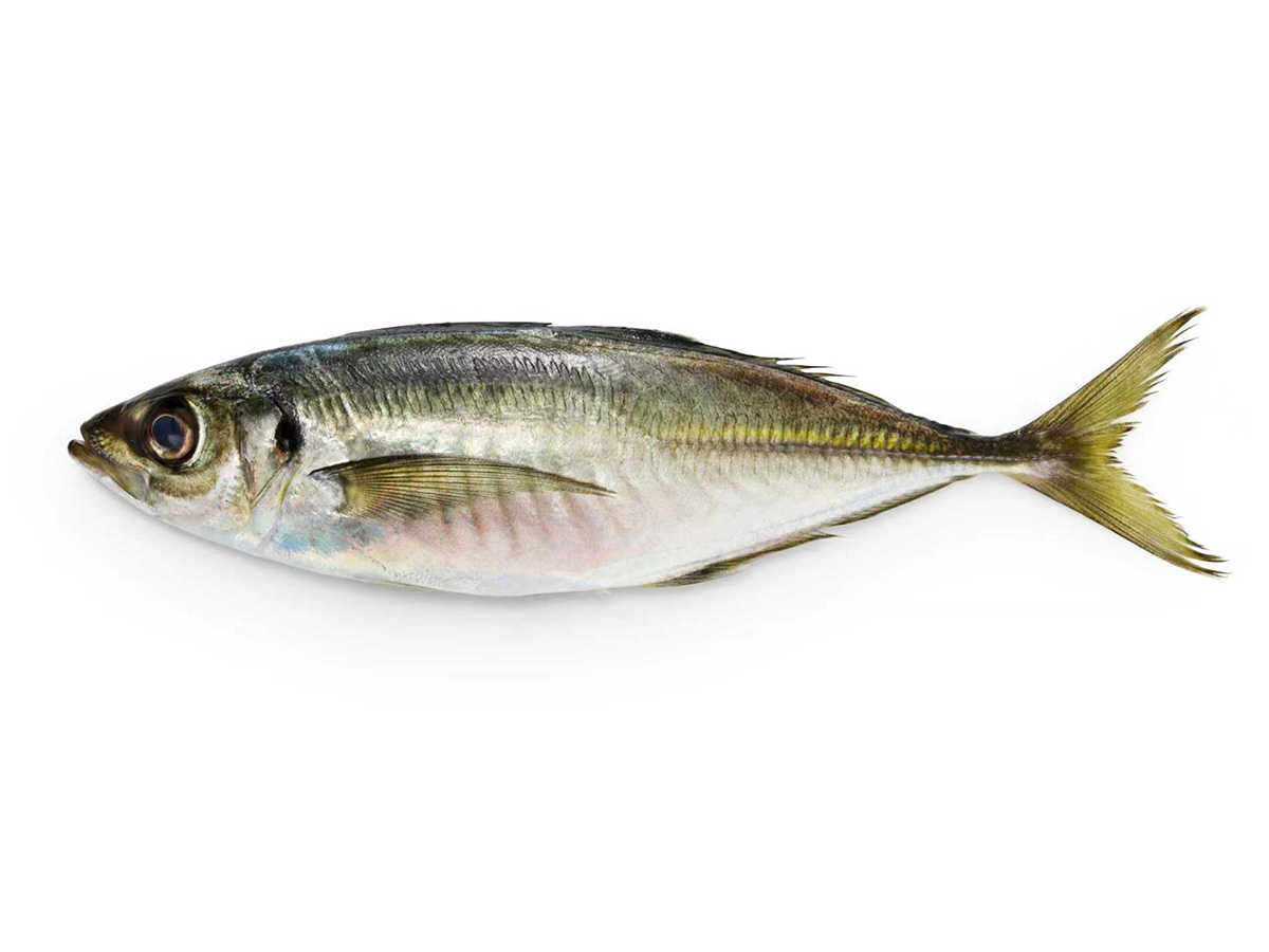 barramundi