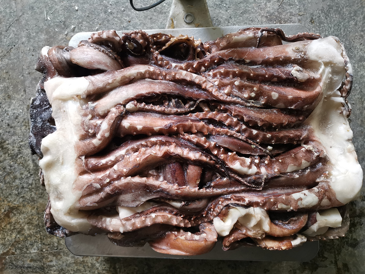 cabeza de calamar